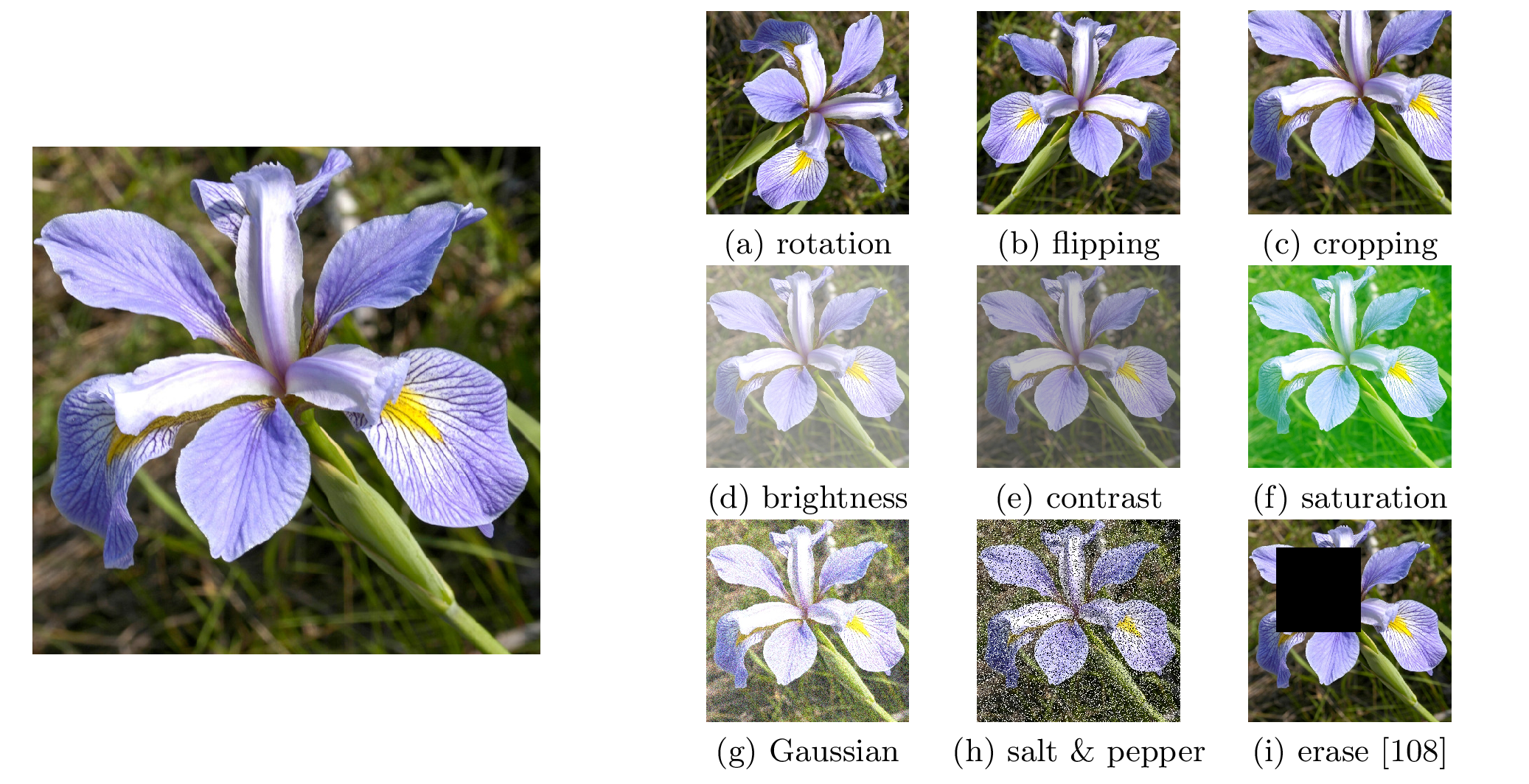 Example data augmentation techniques for computer vision tasks. The original image is shown on the left. Data augmentations include (a)–(c) geometric transforma