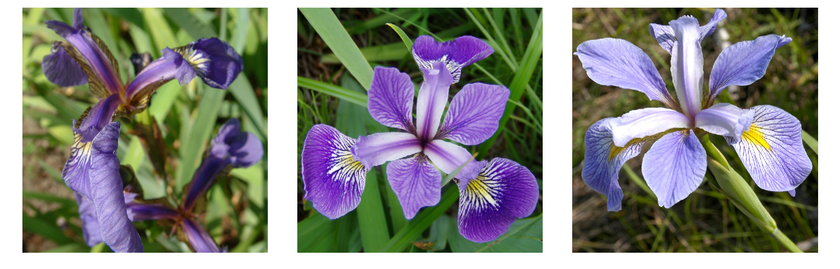 The Iris dataset (Fisher, 1936) is a small classical dataset used to develop and evaluate classification algorithms. It consists of 150 examples of three differ