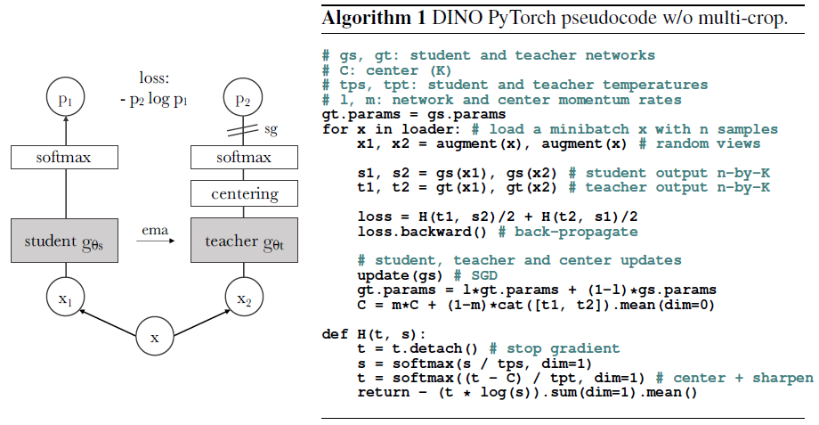 Self-supervised image feature learning using the DINO algorithm [13]